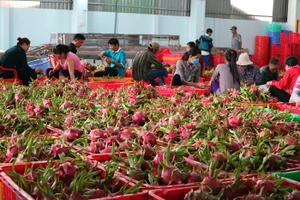 Hái rau, trái cây bán kiếm tỉ USD mỗi năm