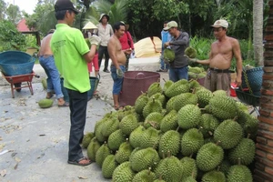 Bưởi, sầu riêng 'khóc' vì thương lái Trung Quốc hạn chế mua