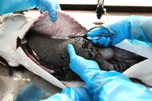 Trứng cá tầm nhập về Việt Nam sẽ được miễn thuế