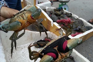Sốc: Giá cua biển bán sang Trung Quốc rẻ bất thường