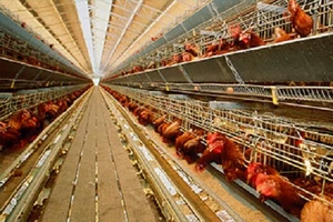 Ảnh minh họa- Nguồn: Internet