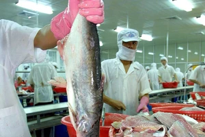  Cá tra Việt tìm đường vượt dịch COVID-19