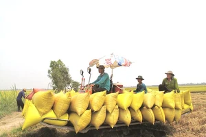 'Cú thắng gấp ngừng xuất khẩu gạo làm mất cơ hội lớn'