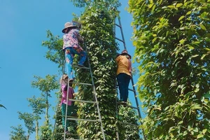 Nông dân khóc ròng vì tiêu, điều rủ nhau rớt giá thê thảm