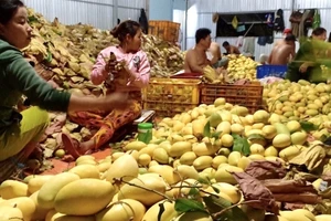 Xoài chín rụng đầy gốc, giá bèo chỉ 2.000 đồng/kg