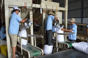 Trung Quốc, Indonesia tiếp tục tăng mua gạo Việt Nam