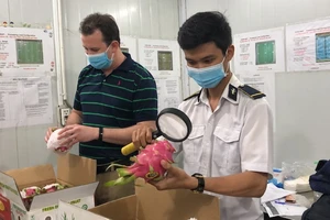 Chuyên gia Mỹ kiểm tra từng trái thanh long xuất khẩu 