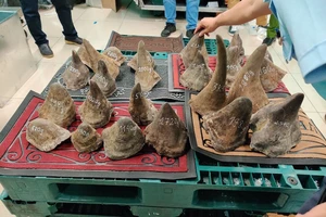 Phát hiện lô sừng tê giác nhập lậu lớn nhất từ trước tới nay