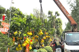 Bưởi Diễn giá hàng chục triệu ra phố đón tết sớm