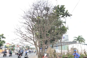 Xôn xao 'cụ' mai ngũ phúc hơn trăm tuổi giá 1,9 tỉ ở TP.HCM 