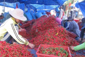 Thực hư Trung Quốc cấm nhập ớt từ Việt Nam 