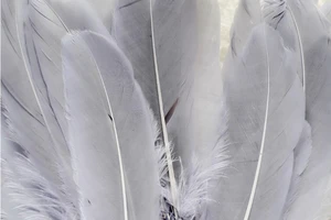 Kiếm hơn 20 triệu USD từ lông gà, vịt xuất khẩu 