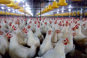 Gà ế, chủ trại phải bán giá rẻ như cho chỉ 11.000 đồng/kg