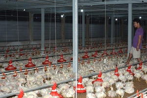 'Sốc' với gà rớt giá chỉ còn 6.000 đồng/kg vẫn không có người mua