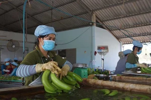 Hàng triệu tấn xoài, chuối, sầu riêng...miền Tây cần người mua