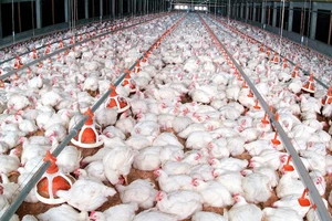 Gà giá rẻ hơn rau, cá đầy ao: Nông dân khóc ròng, doanh nghiệp lỗ nặng 