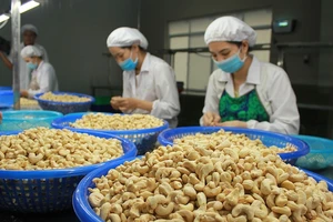 Nguy cơ bị lừa cả trăm triệu USD, hàng loạt công ty Việt kêu cứu