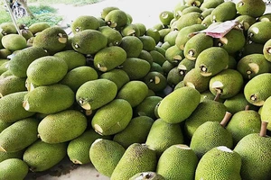 Trung Quốc 'ăn' ít, giá mít Thái rớt thảm còn vài ngàn/kg