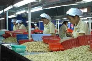 Người tiêu dùng Mỹ, Trung Quốc thích ăn hạt điều của Việt Nam 