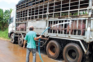 Giá heo bất ngờ quay đầu giảm