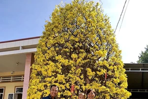 Cây mai nở từ gốc đến ngọn, gia chủ luôn tiếp khách vào xin chụp hình