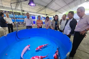 Khai mạc lễ hội cá cảnh 'khủng' nhất tại TP.HCM