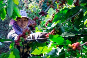 Nước nào tiêu thụ cà phê lớn nhất từ Việt Nam? 