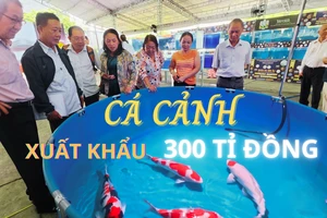 Nuôi cá cảnh xuất khẩu tại TP.HCM thu về hơn 300 tỉ đồng