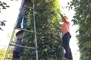 Giá hồ tiêu bật tăng theo giá cà phê, vì sao?