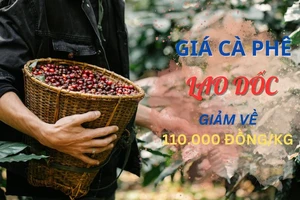 Giá cà phê đột ngột quay đầu giảm, vì sao?