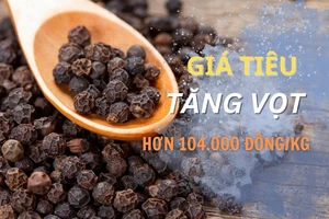Giá tiêu tăng mạnh vượt qua ngưỡng 100.000 đồng/kg