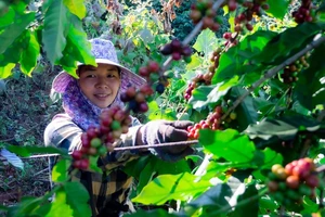 Điều gì khiến giá cà phê và giá tiêu liên tục tăng cao?