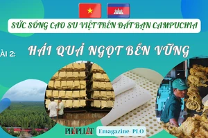 Bài 2: Các dự án cao su tạo ra giá trị bền vững 