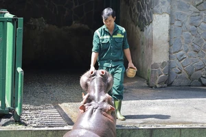 Giải pháp nào để Thảo Cầm Viên Sài Gòn không phải đóng cửa?