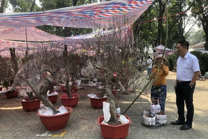 Hoa xuân khắp mọi miền đổ về TP.HCM, giá bất ngờ