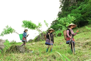 'Góp lá vá rừng' trồng 36.000 cây xanh cho Sơn La
