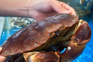 Tôm hùm, cua nâu... của Anh chính thức được phép xuất khẩu vào Việt Nam