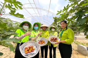 Doanh nghiệp nhập cuộc nông nghiệp đô thị: Từ rau sạch đến tín chỉ carbon