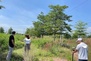 HoREA đề xuất giảm diện tích tối thiểu khi tách thửa tại TP.HCM