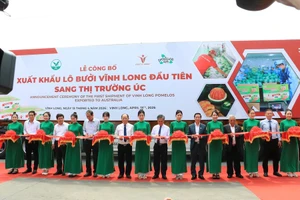 Xuất khẩu lô bưởi da xanh đầu tiên sang Úc, mở ra cơ hội triệu đô