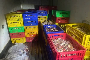 Liên tiếp phát hiện các vụ vận chuyển thịt heo, gà bẩn vào TP.HCM tiêu thụ