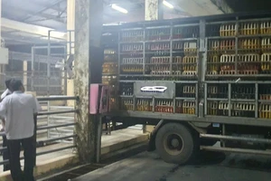 Chặn đứng hai tấn vịt lậu, triệt phá lò mổ heo trái phép giữa TP.HCM