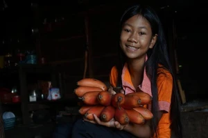 Từ chuyện cơn sốt chuối đỏ siêu lạ 600.000 đồng/kg 