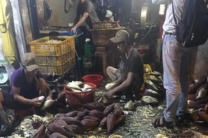 TP.HCM: Hãi hùng các cơ sở dùng hóa chất tẩy trắng bắp chuối 