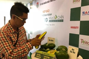 Bơ đặc sản cho thu nhập khủng: 500 triệu đồng/ha/năm 