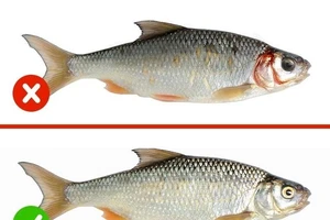 Cách nhận biết thực phẩm an toàn, không bị nhiễm độc