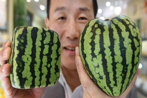 220 triệu đồng/chùm nho: Vì sao người Nhật làm được?