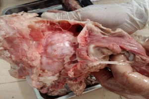 Làm sao nhận biết được thịt heo chứa sán dây?