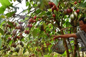 Thê thảm với cà chua từng được tâng bốc '1 triệu đồng/kg'