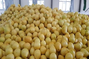 Bưởi vàng óng Trung Quốc tràn vào, vừa ăn vừa... sợ